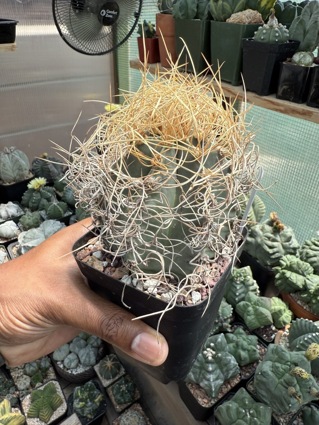 Astrophytum capricorne subs. senile var aureum - Image 3