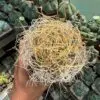 Astrophytum capricorne subs. senile var aureum