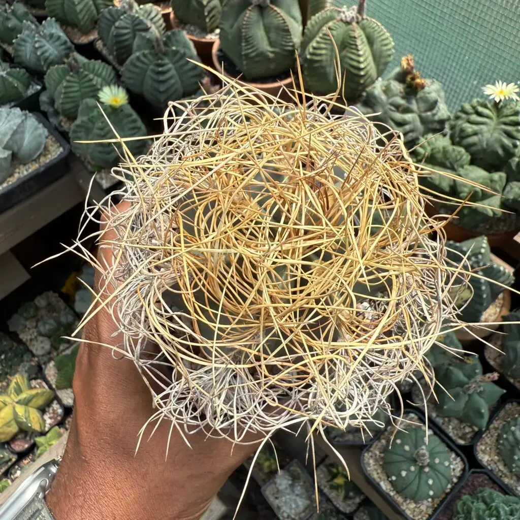 Astrophytum capricorne subs. senile var aureum