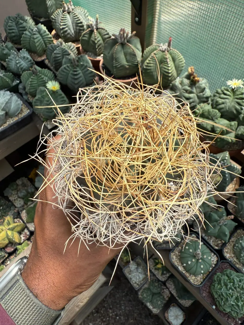 Astrophytum capricorne subs. senile var aureum