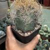 Astrophytum capricorne subs. senile var aureum - Image 2
