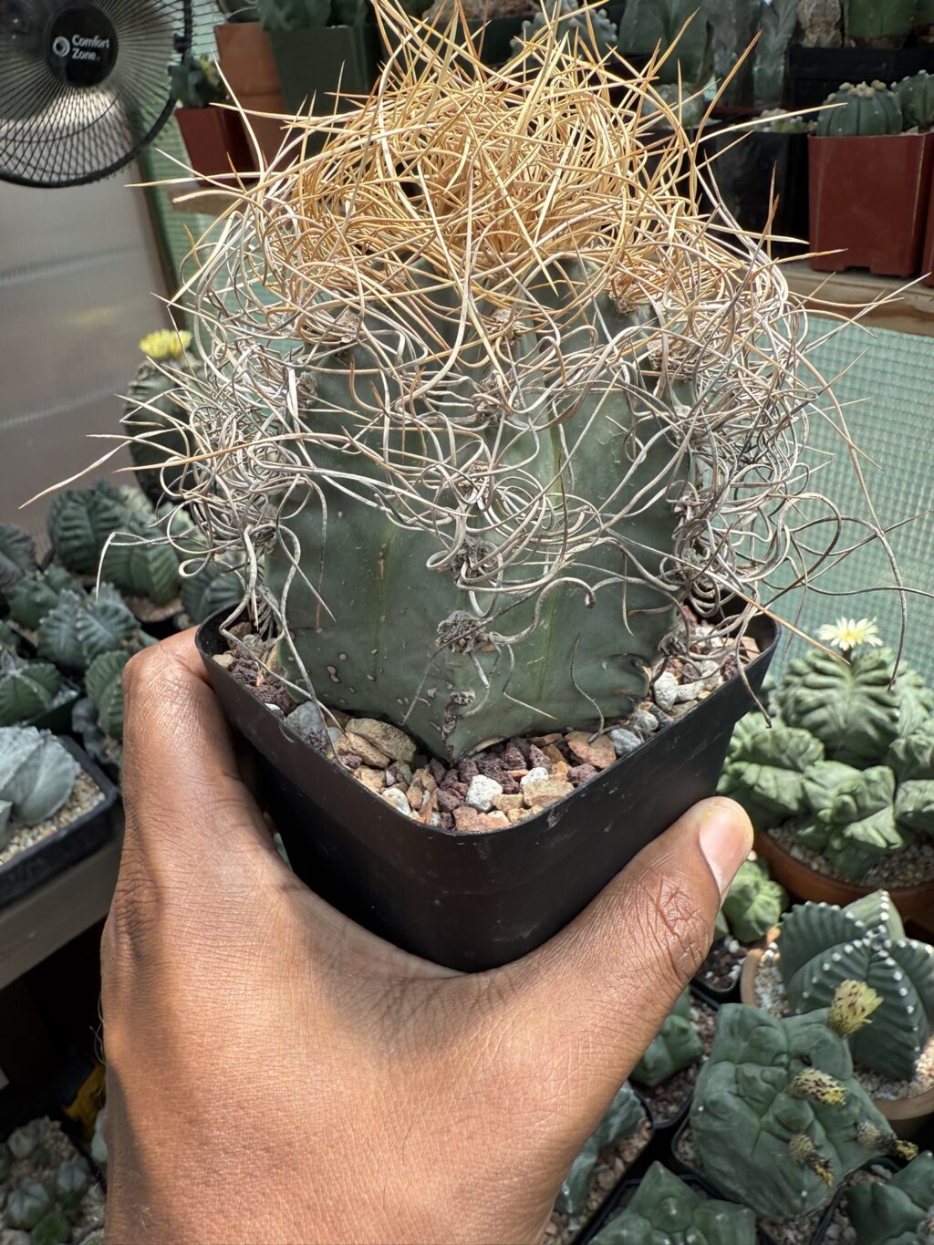 Astrophytum capricorne subs. senile var aureum - Image 2