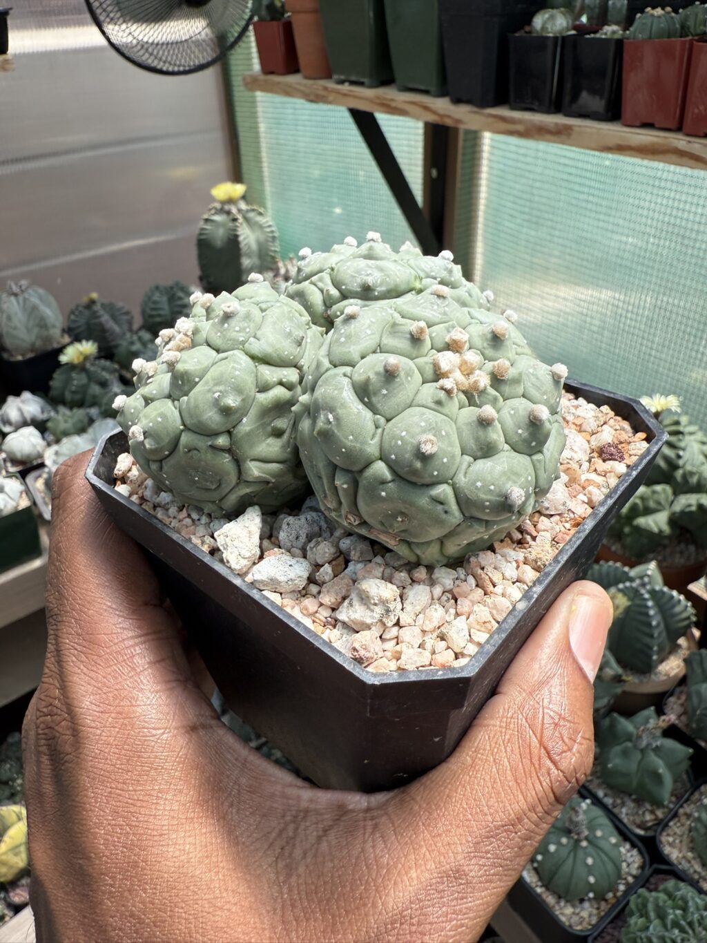 Astrophytum asterias cv. Kikko 3 Headed - Image 2