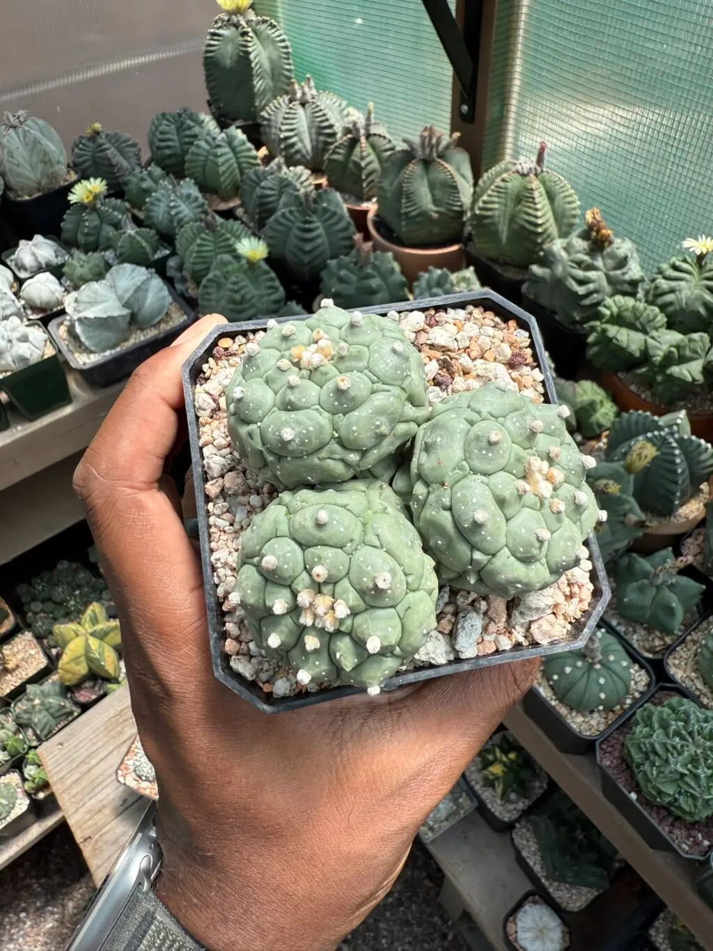 Astrophytum asterias cv. Kikko 3 Headed