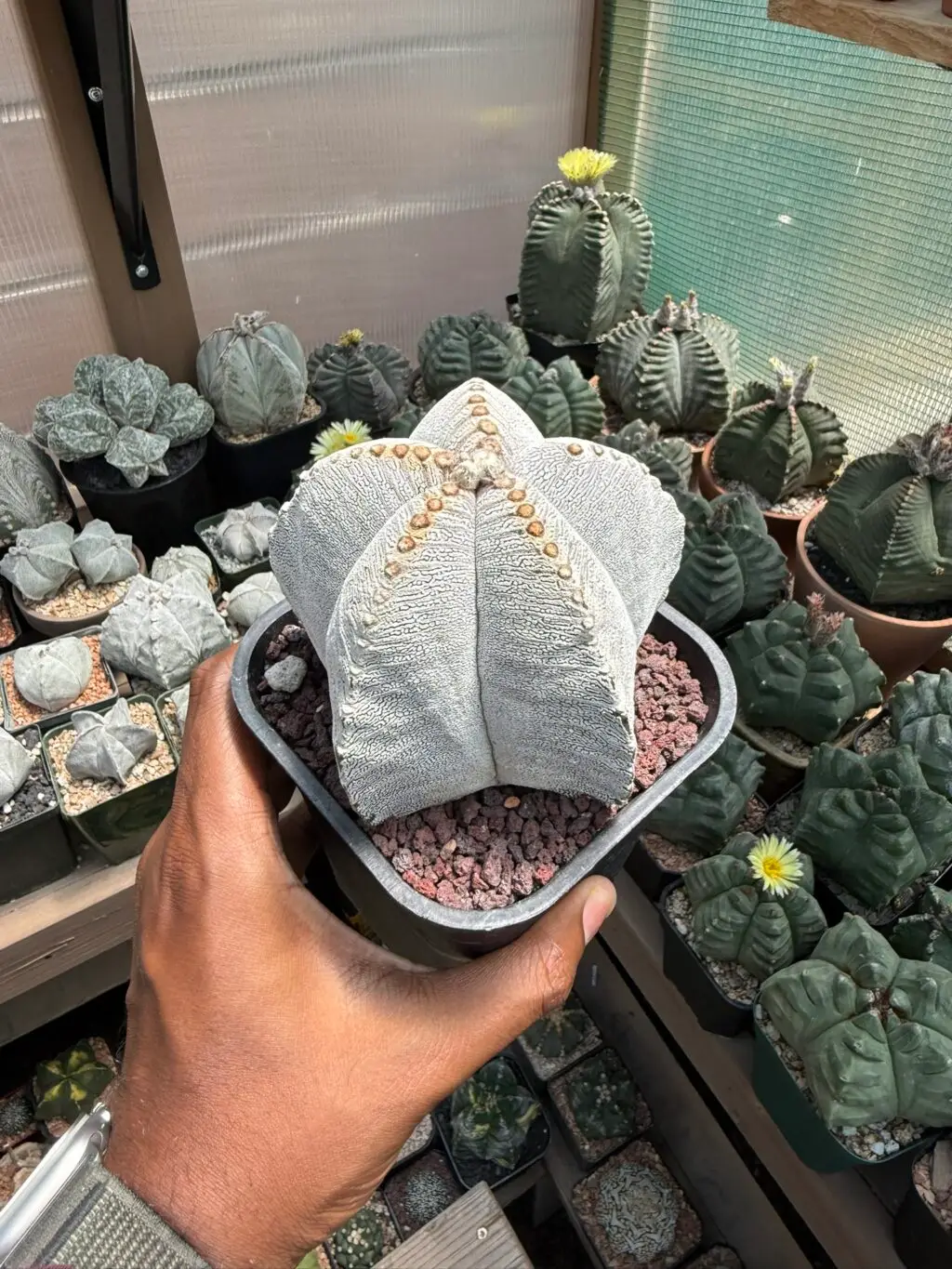Astrophytum myriostigma cv. Onzuka V-Type