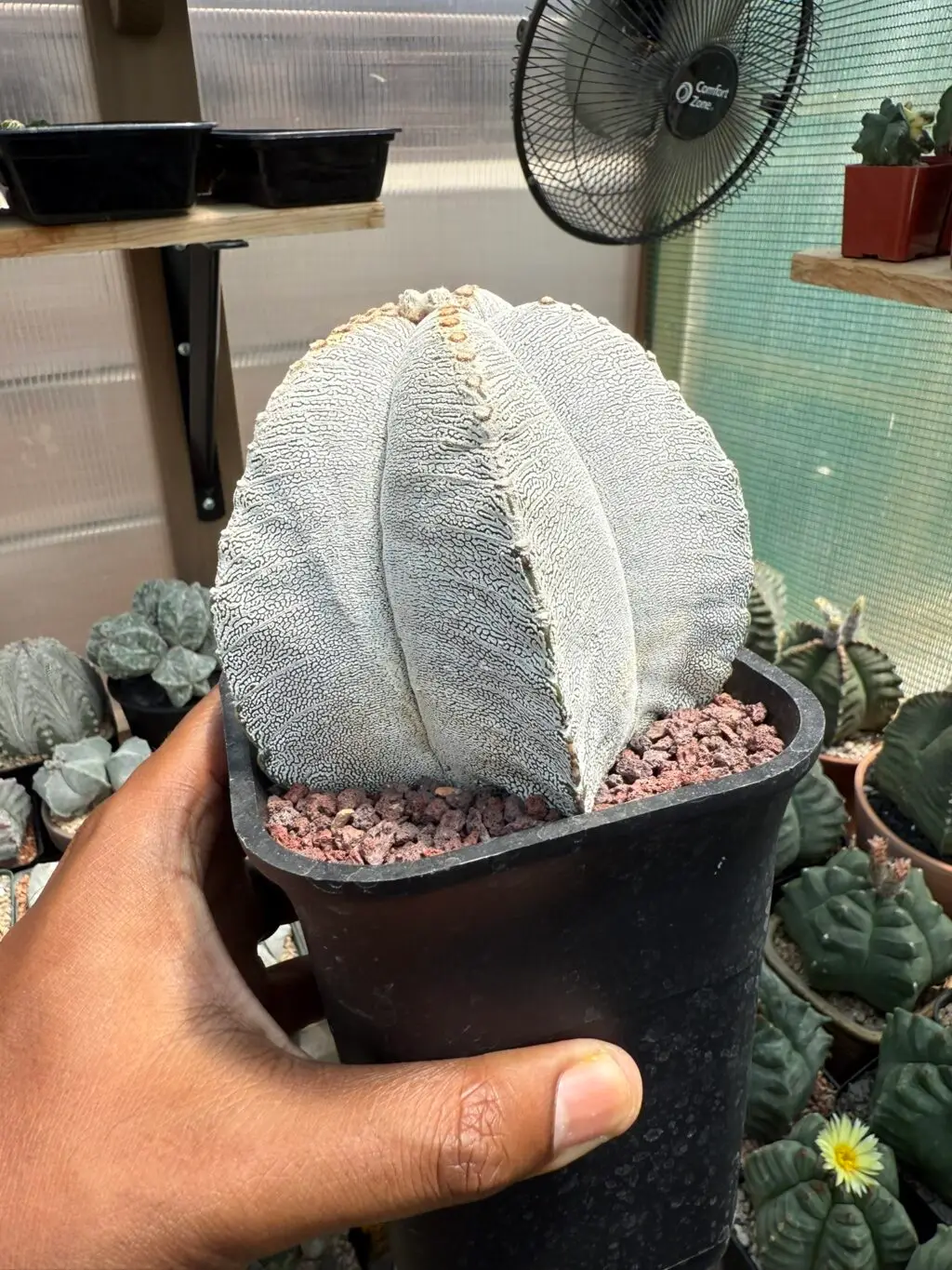 Astrophytum myriostigma cv. Onzuka V-Type - Image 3