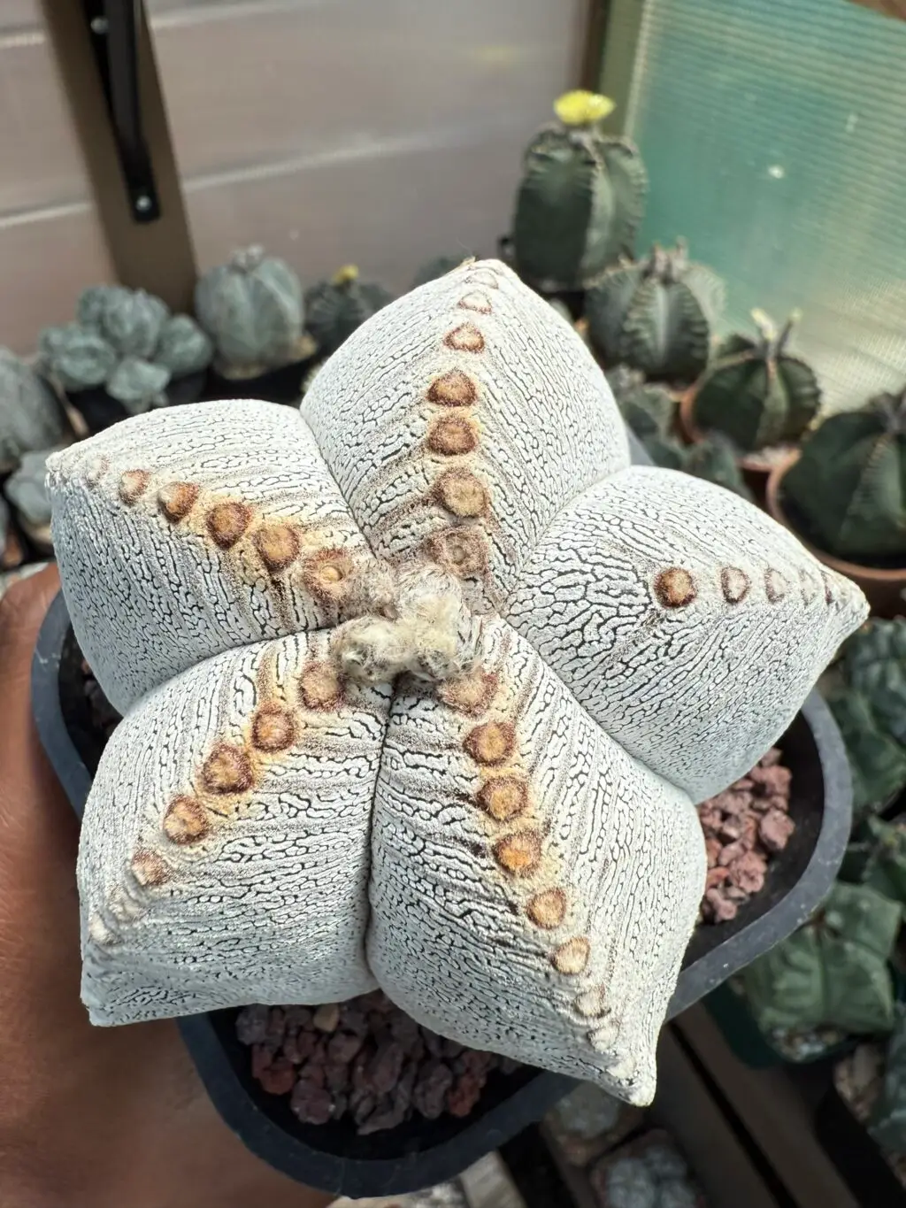 Astrophytum myriostigma cv. Onzuka V-Type - Image 4