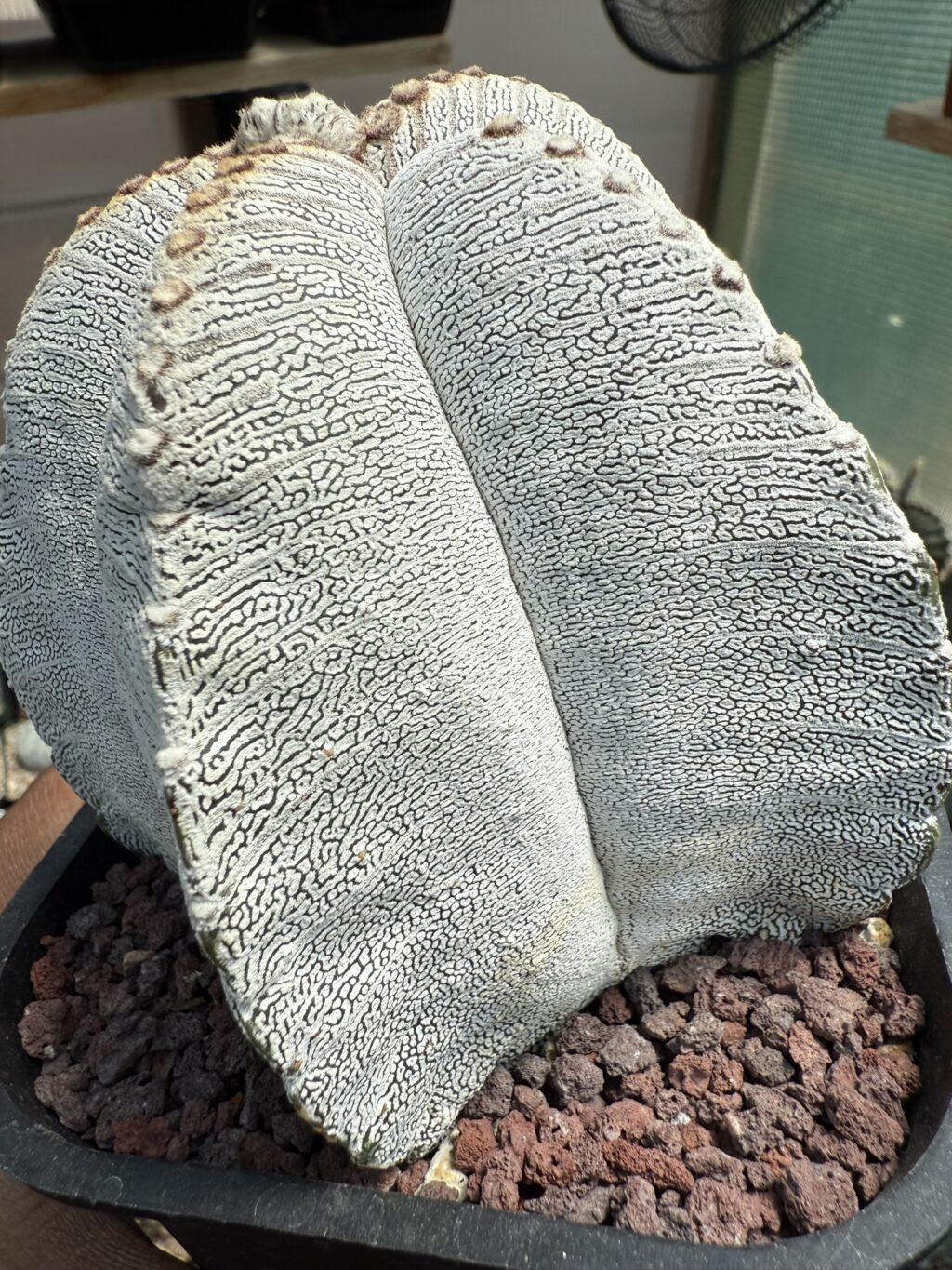 Astrophytum myriostigma cv. Onzuka V-Type - Image 2