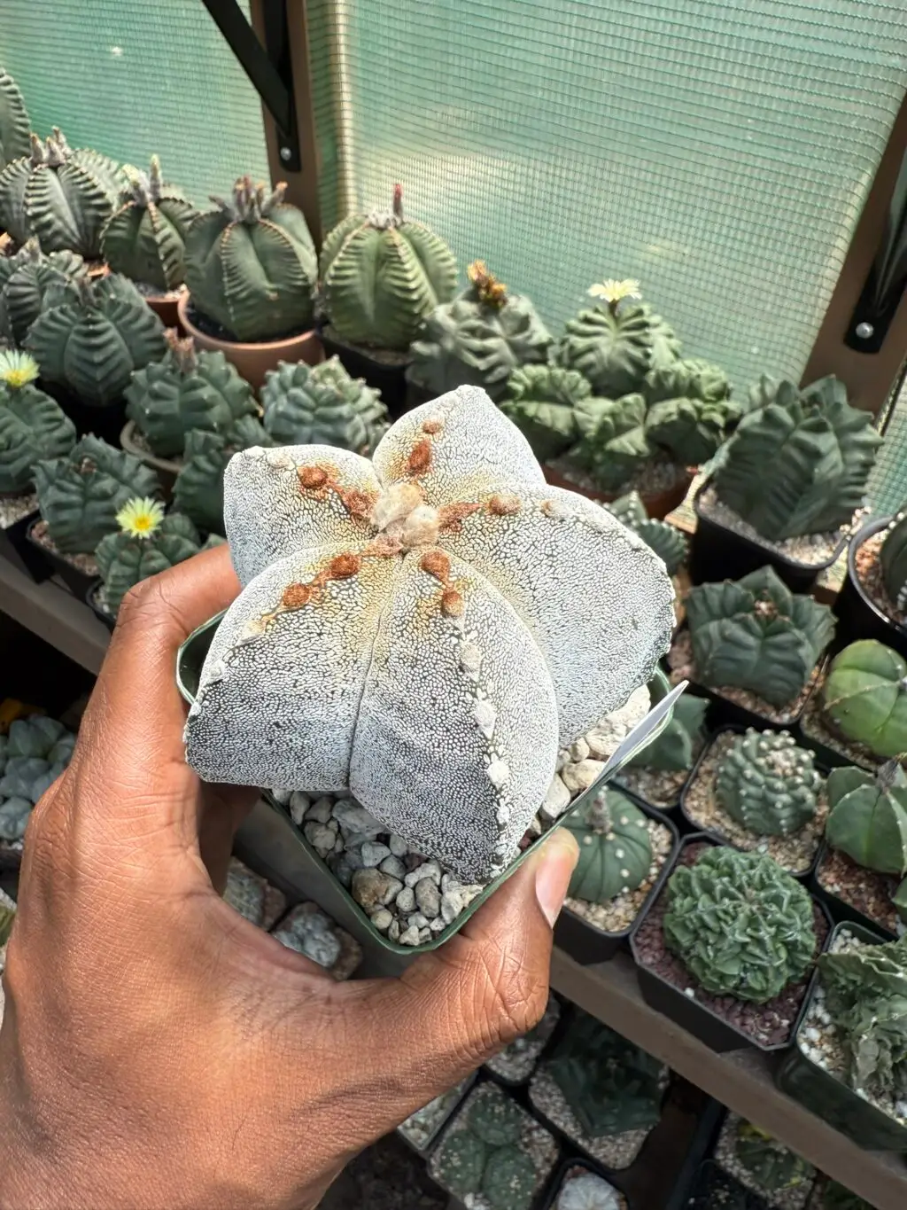 Astrophytum myriostigma "Red Tiger"