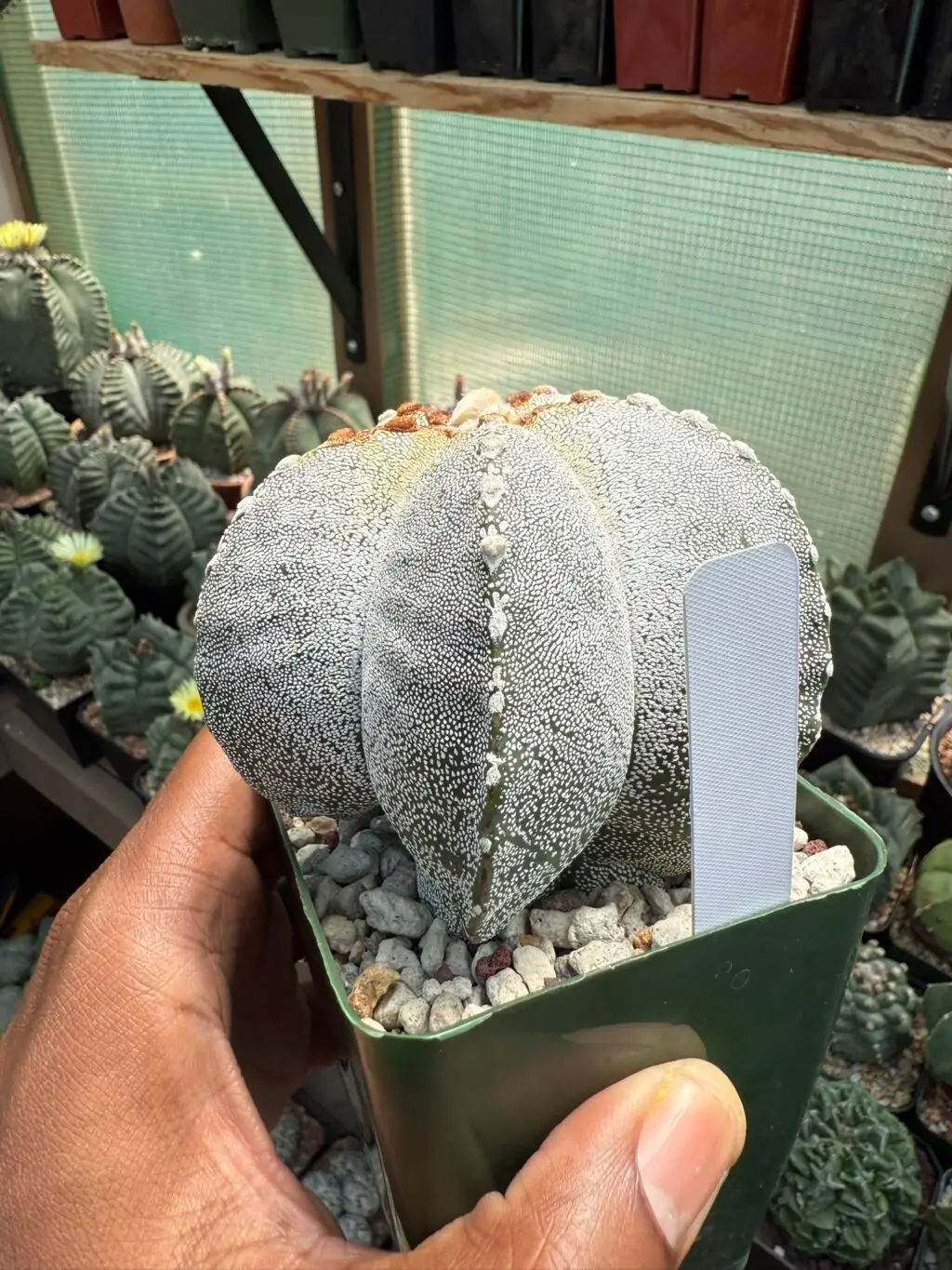 Astrophytum myriostigma "Red Tiger" - Image 3