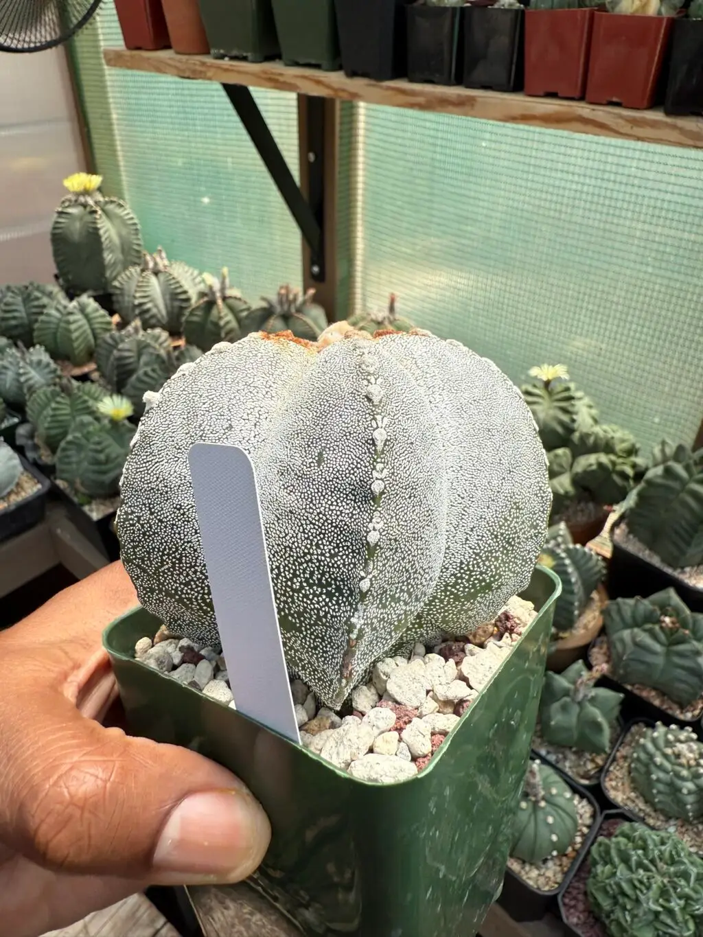 Astrophytum myriostigma "Red Tiger" - Image 2