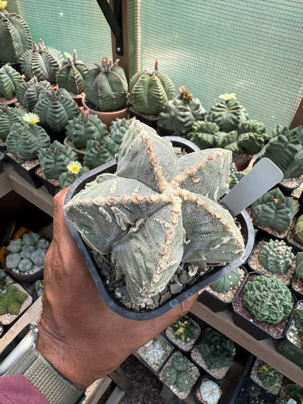 Astrophytum myriostigma cv. Fukuryu Hakujo