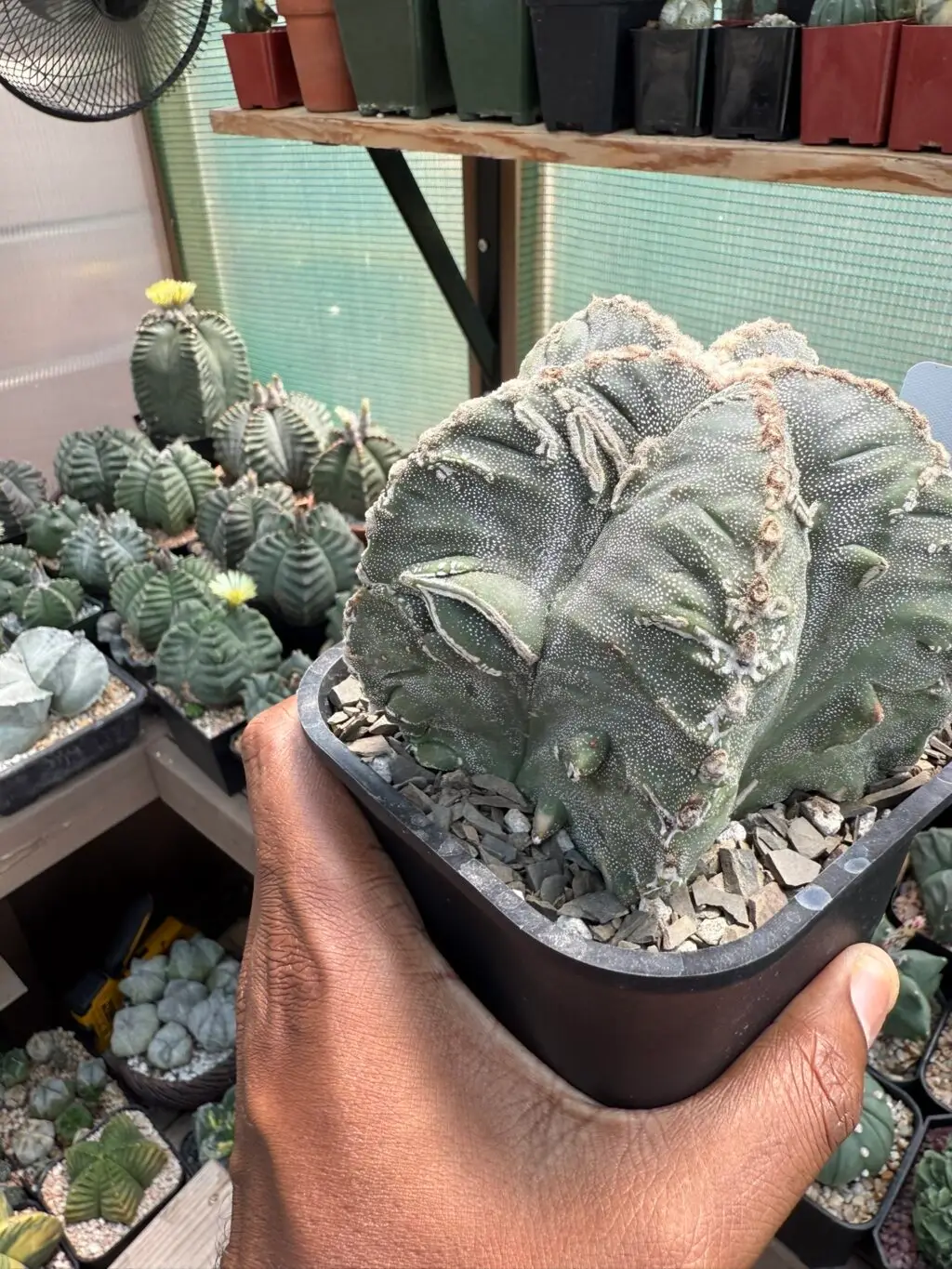 Astrophytum myriostigma cv. Fukuryu Hakujo - Image 3