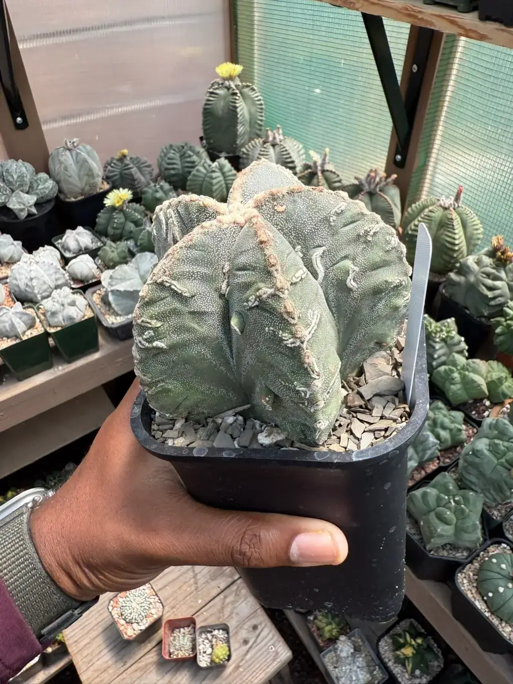 Astrophytum myriostigma cv. Fukuryu Hakujo - Image 2