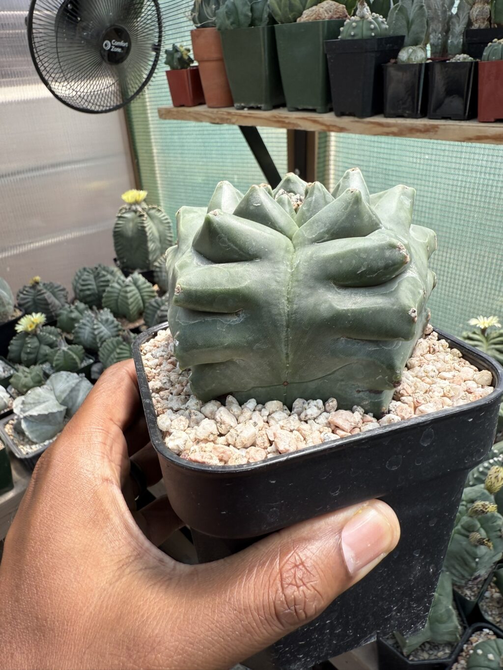 Astrophytum myriostigma cv. Kikko nudum - Image 2