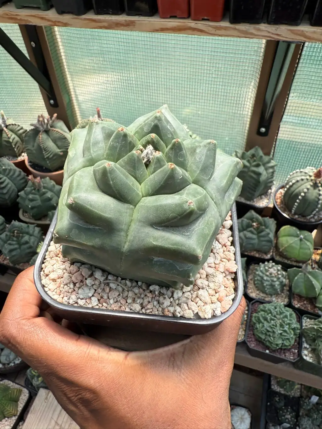 Astrophytum myriostigma cv. Kikko nudum - Image 3