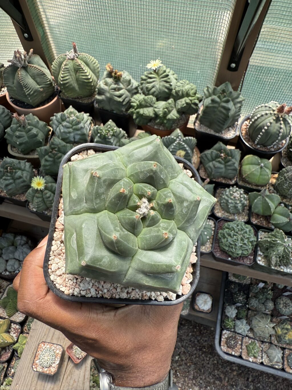 Astrophytum myriostigma cv. Kikko nudum