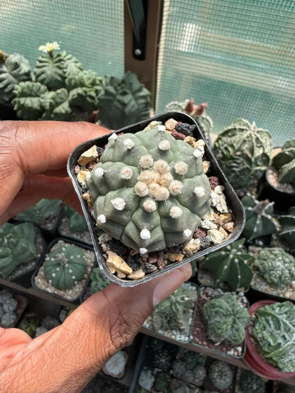 Astrophytum asterias cv. Kikko - Image 3