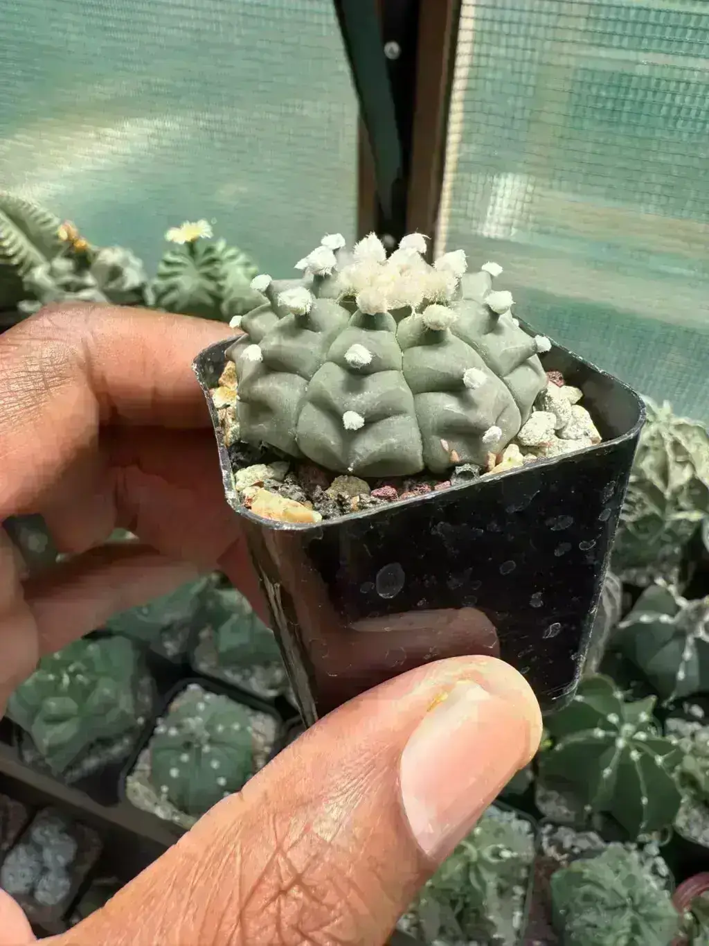 Astrophytum asterias cv. Kikko - Image 2