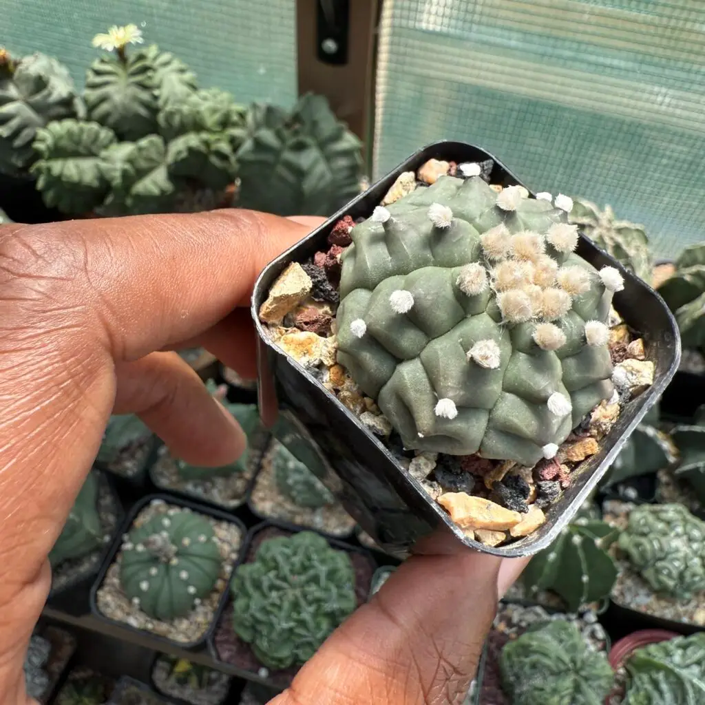 Astrophytum asterias cv. Kikko
