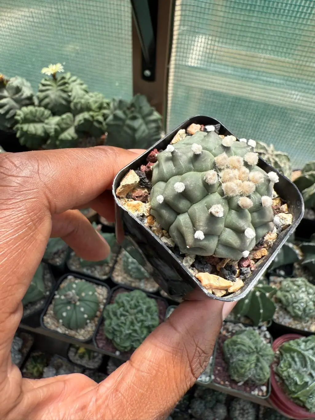 Astrophytum asterias cv. Kikko