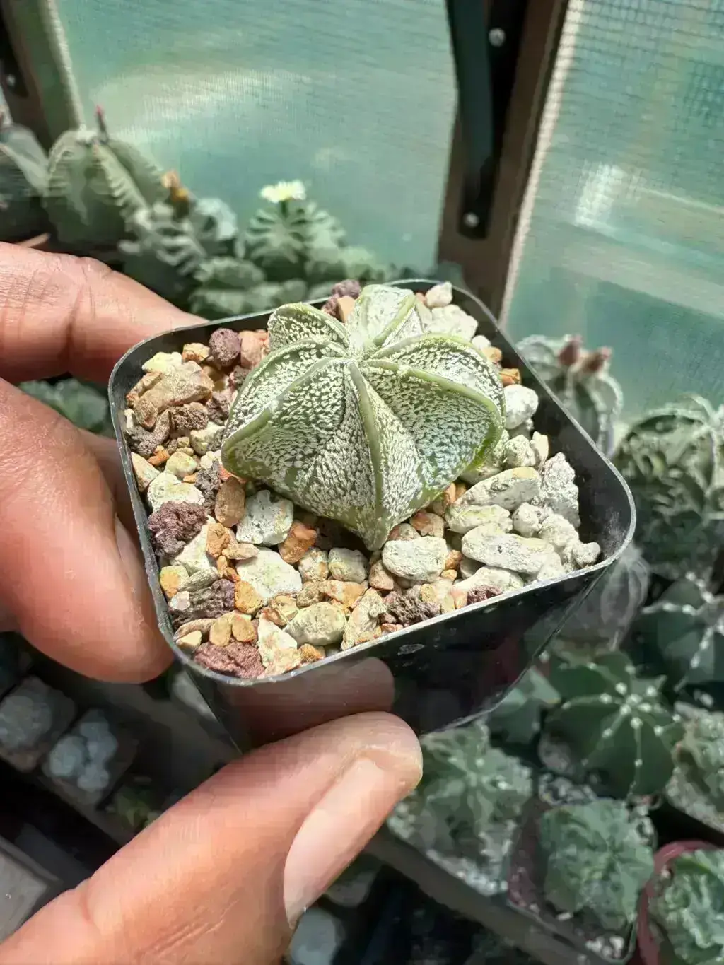Astrophytum capricorne - Image 2