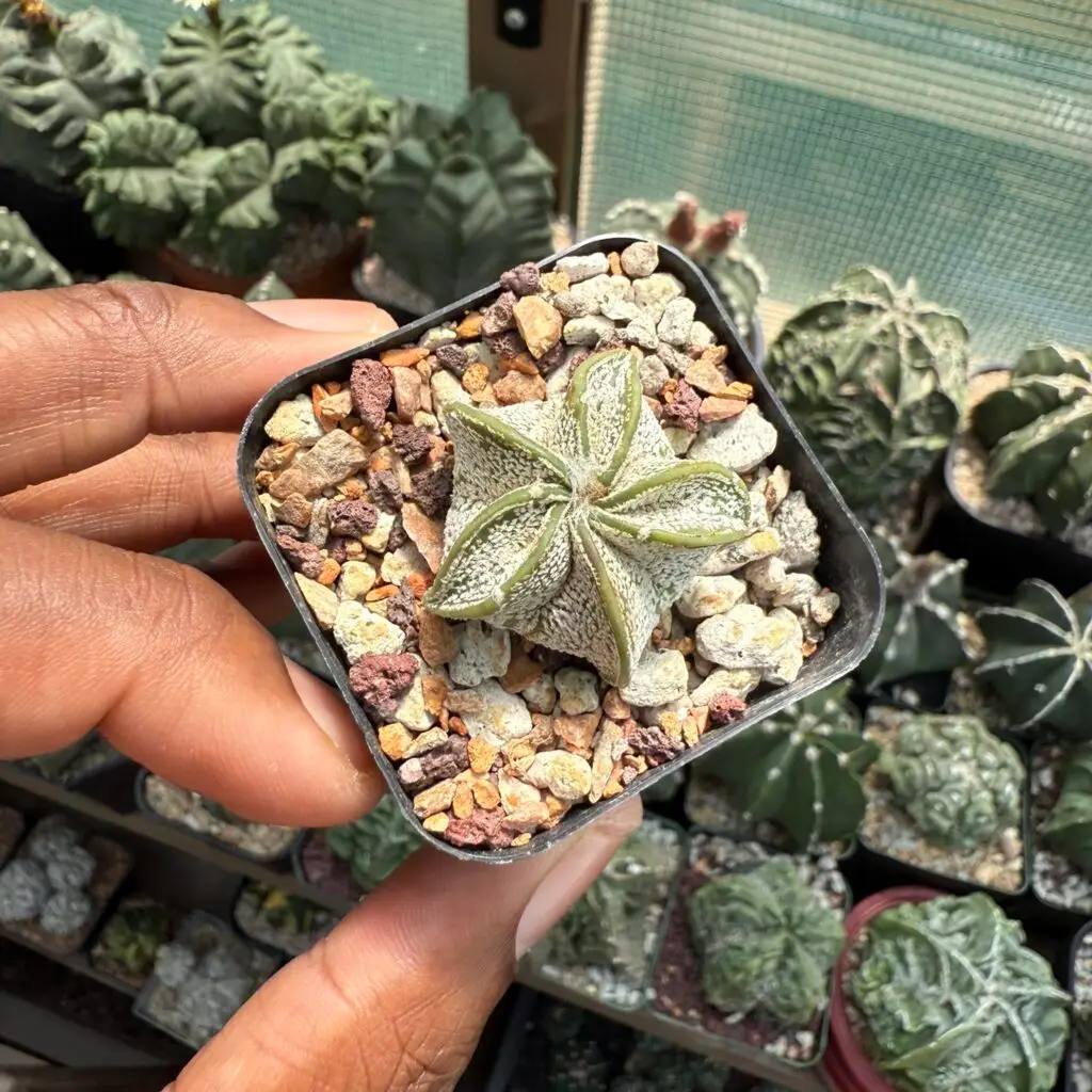 Astrophytum capricorne