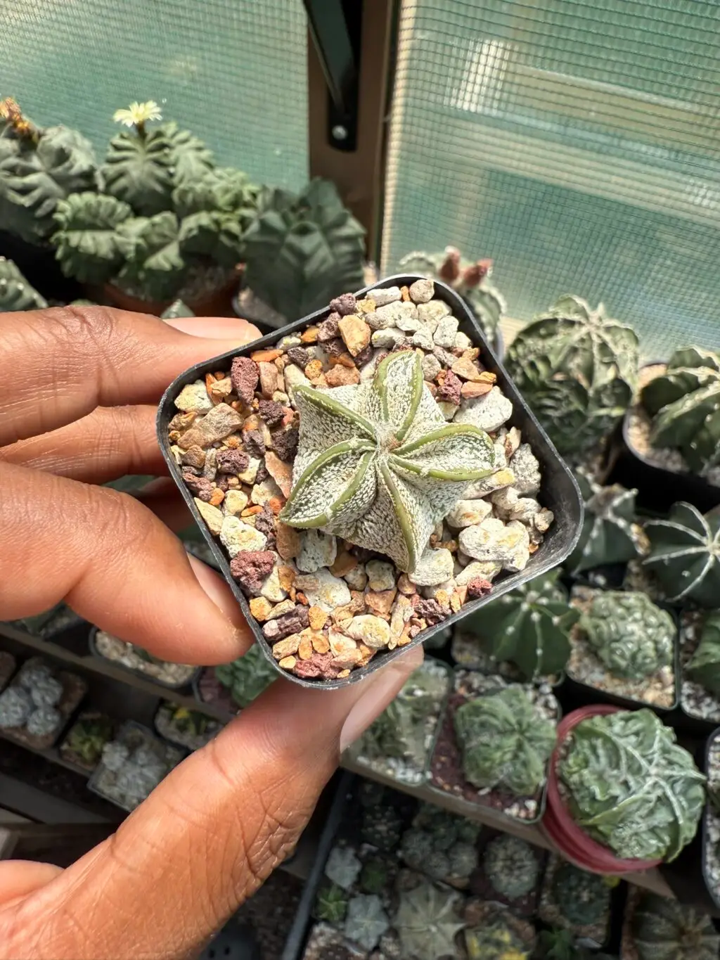 Astrophytum capricorne