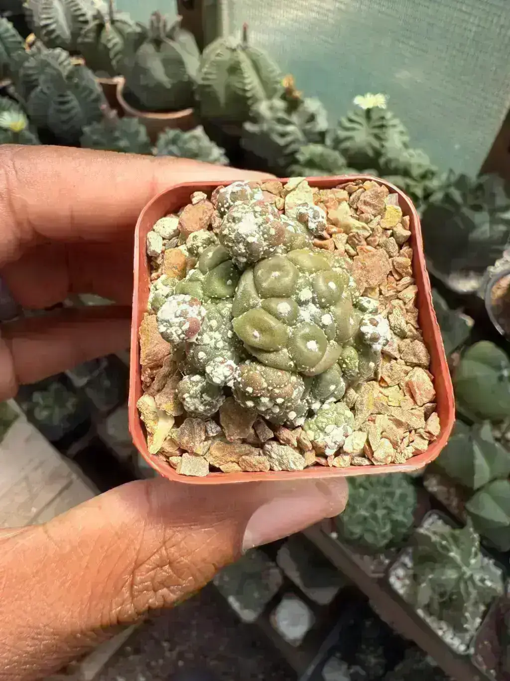 Astrophytum asterias cv. Kikko Lizard Skin Cluster