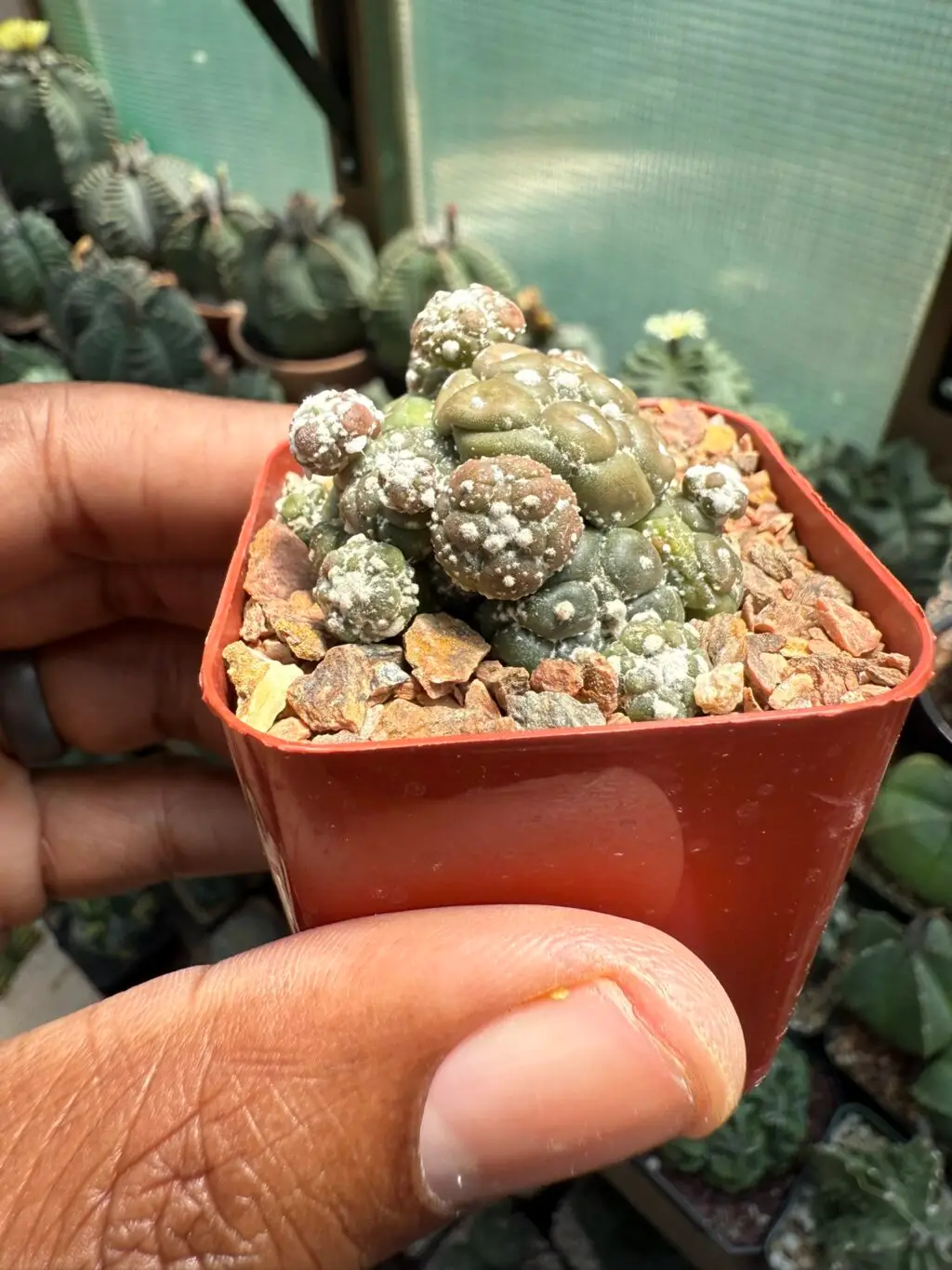 Astrophytum asterias cv. Kikko Lizard Skin Cluster - Image 2