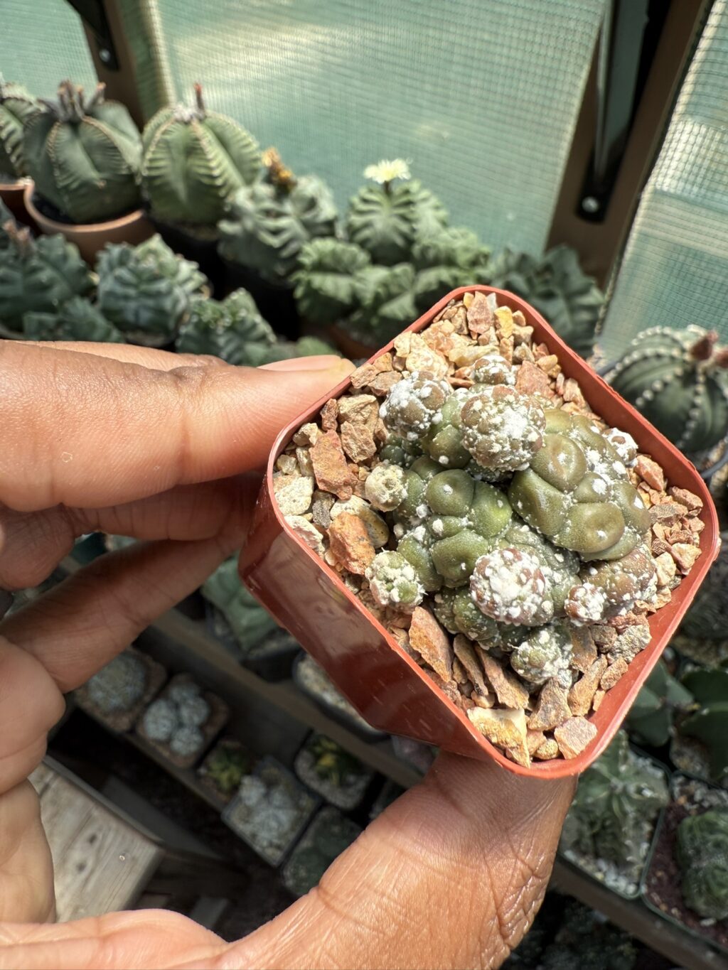 Astrophytum asterias cv. Kikko Lizard Skin Cluster - Image 3