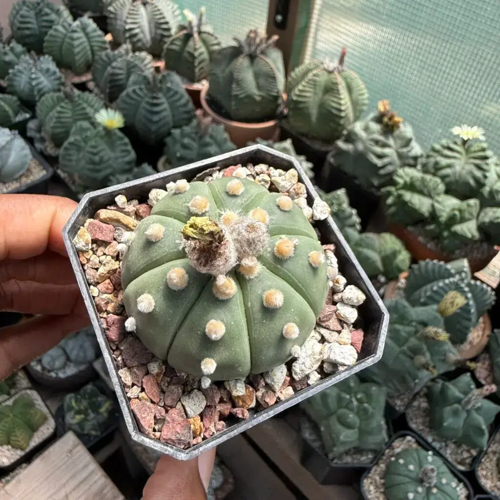 Astrophytum asterias
