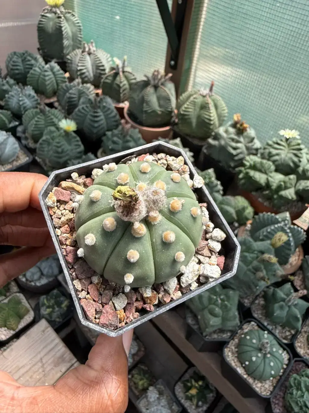 Astrophytum asterias