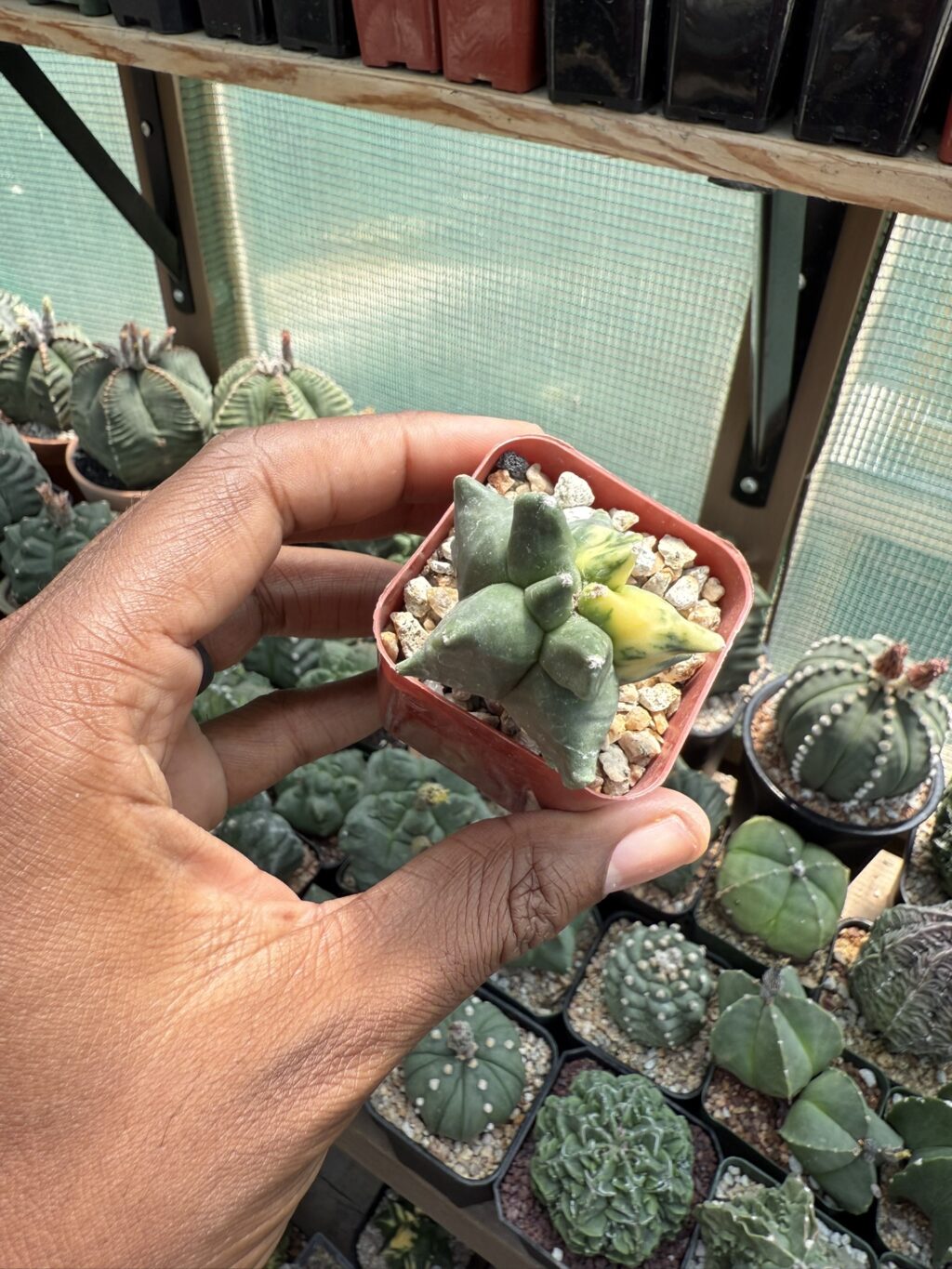 Astrophytum myriostigma cv. Super Kikko Variegated - Image 3