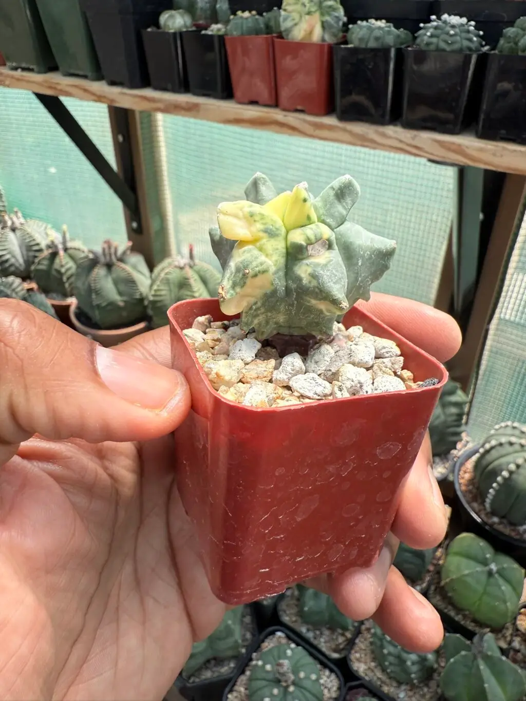 Astrophytum myriostigma cv. Super Kikko Variegated