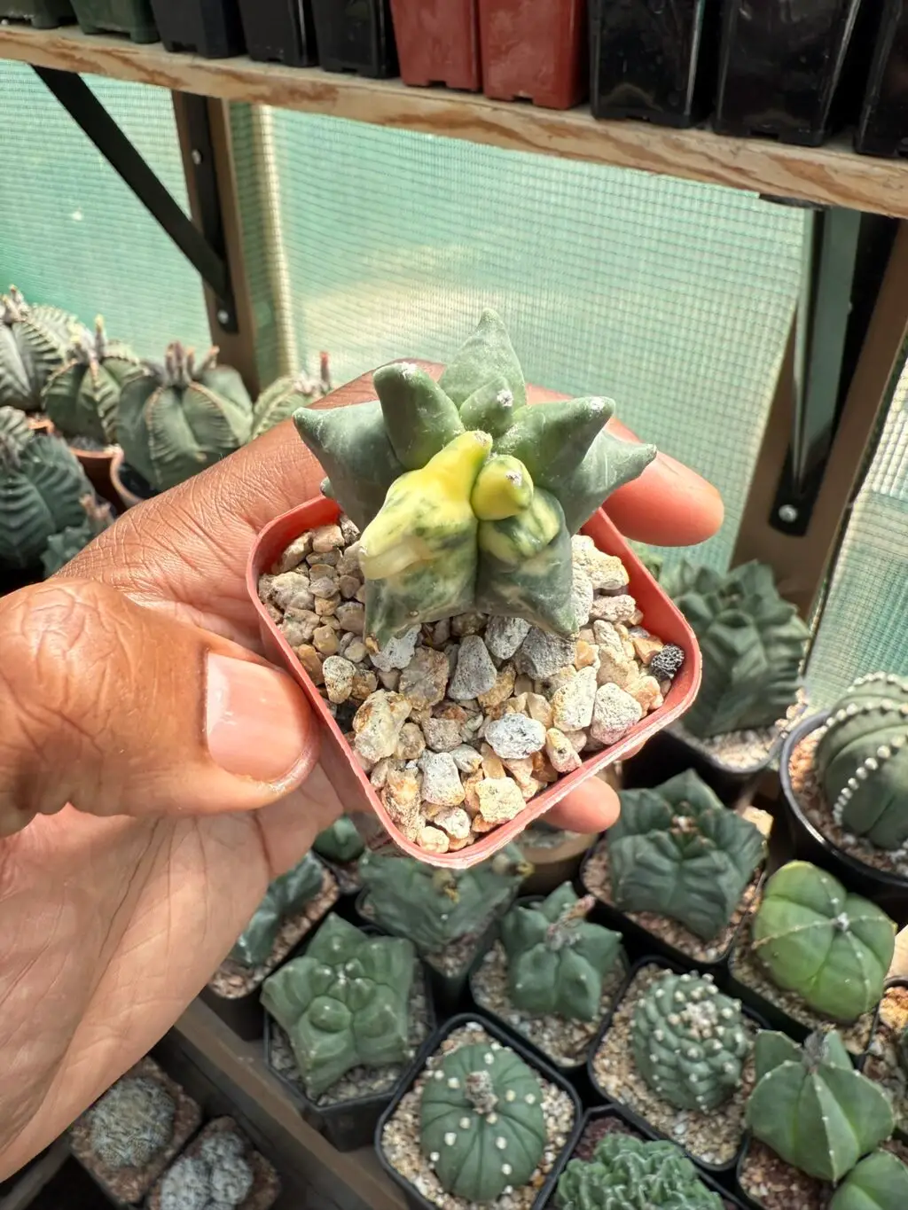 Astrophytum myriostigma cv. Super Kikko Variegated - Image 2