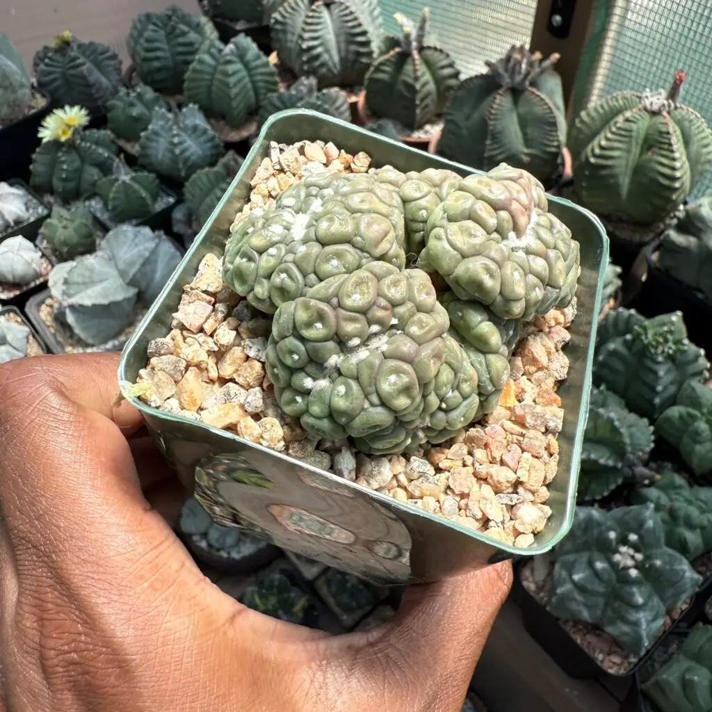 Astrophytum asterias cv. Kikko Lizard Skin Cluster