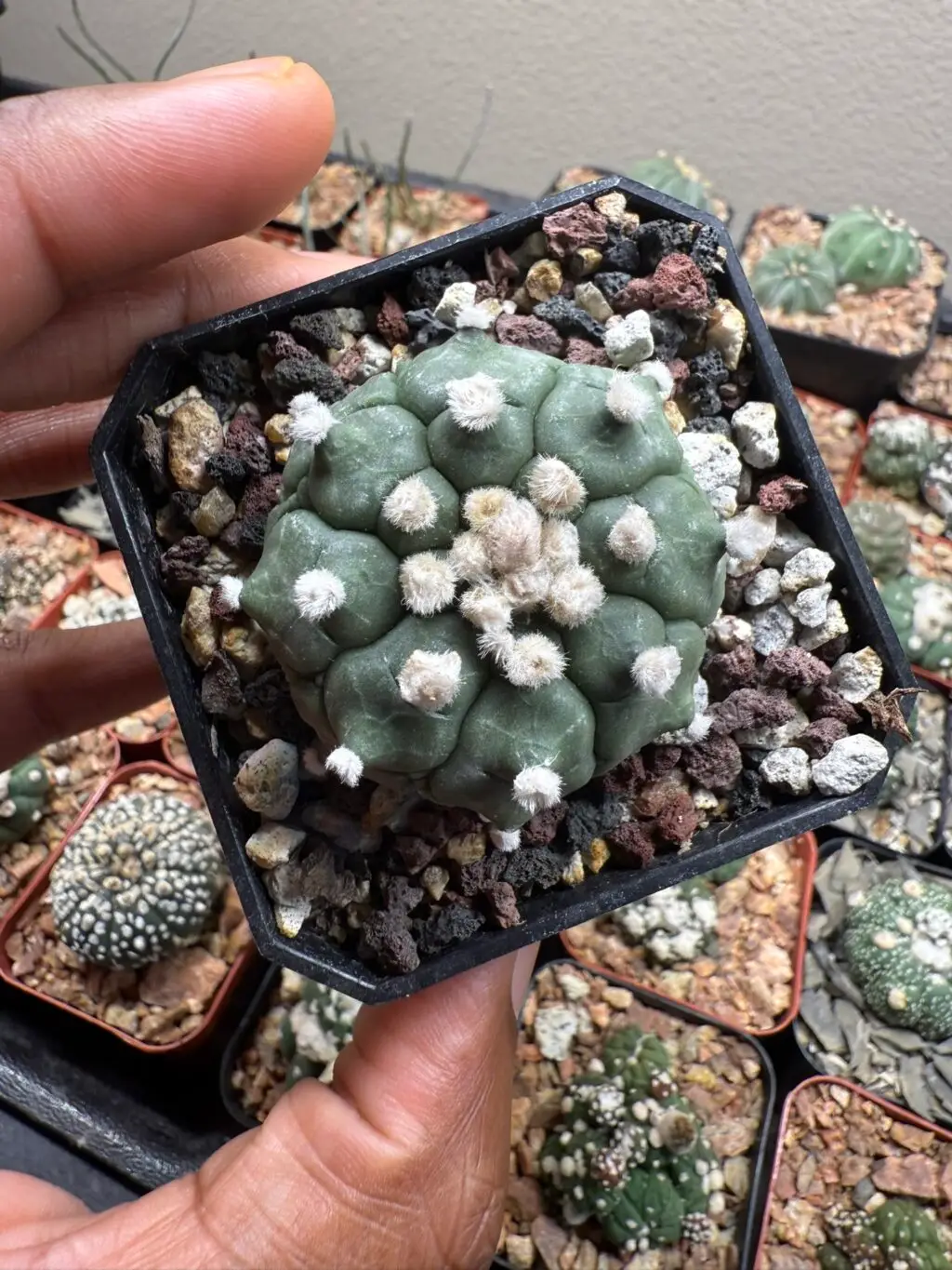 Astrophytum asterias cv. Kikko - Image 2