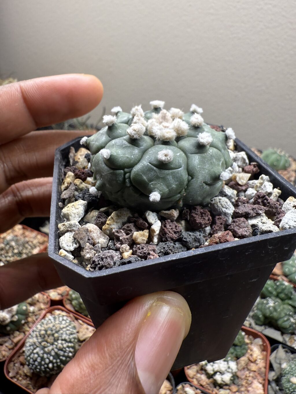 Astrophytum asterias cv. Kikko - Image 3