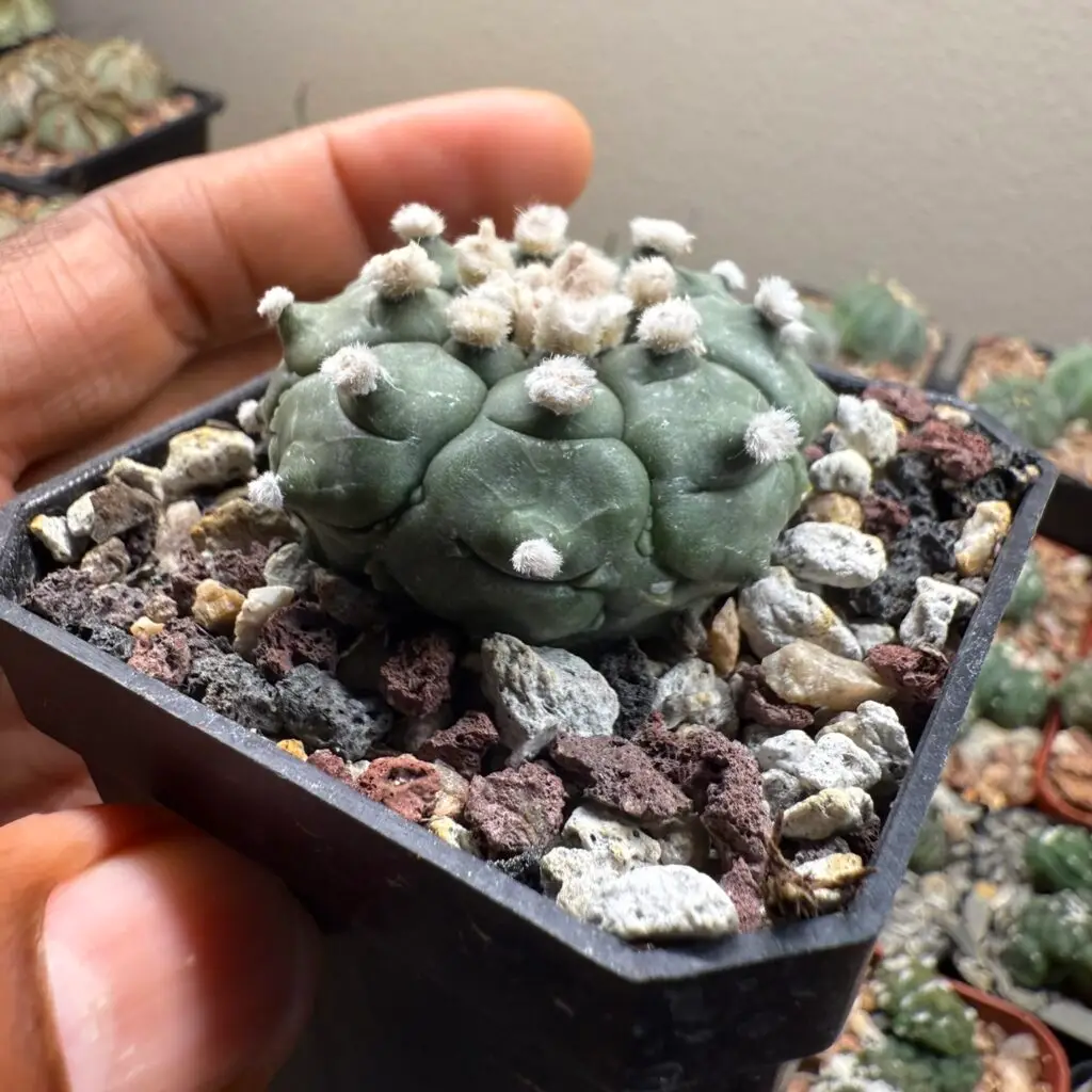Astrophytum asterias cv. Kikko