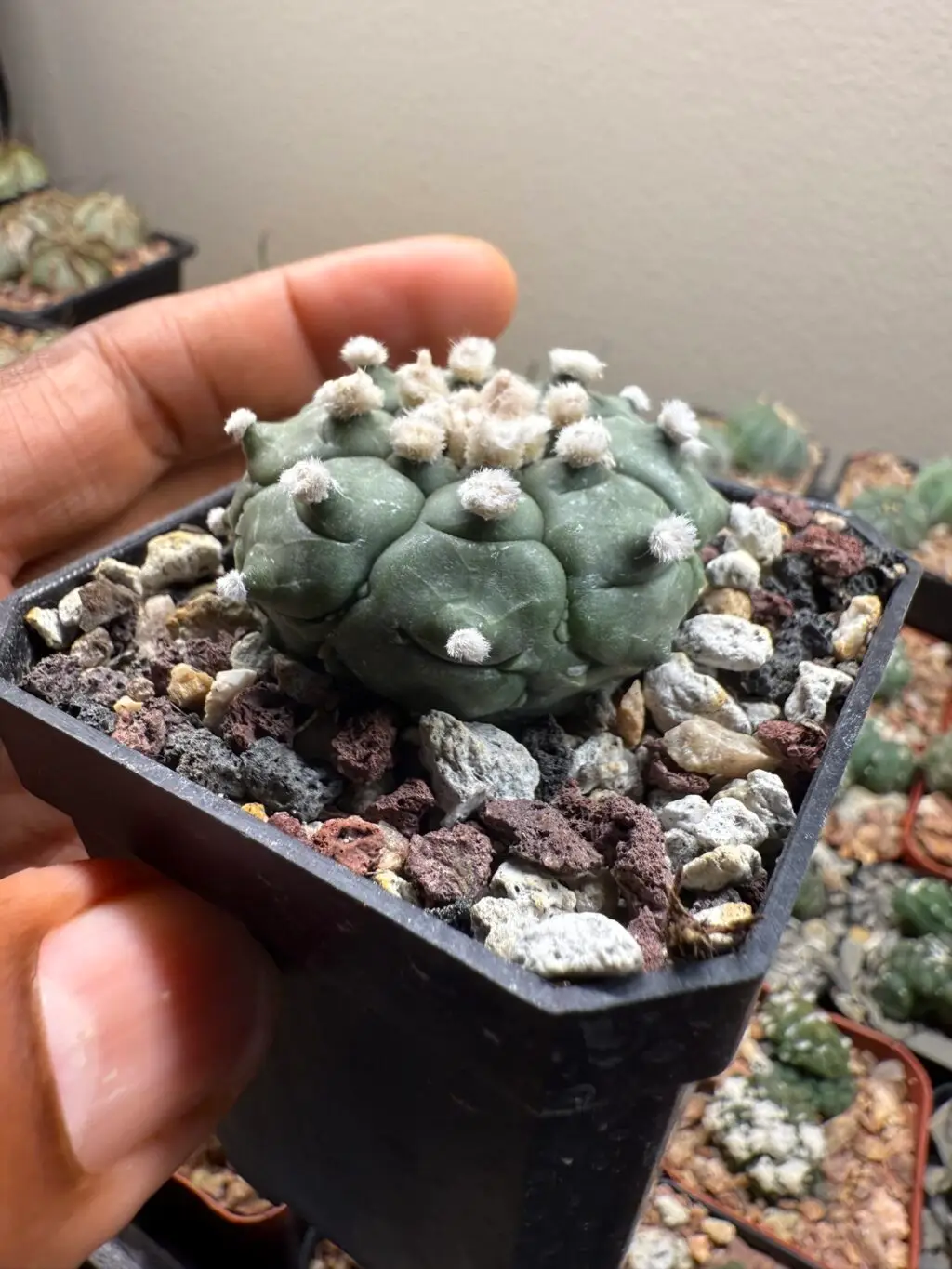 Astrophytum asterias cv. Kikko