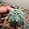 Astrophytum asterias - Image 2