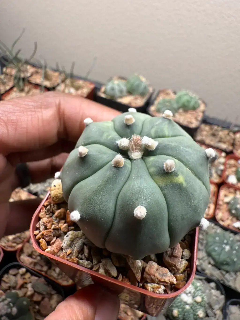 Astrophytum asterias - Image 2
