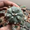 Astrophytum asterias - Image 3