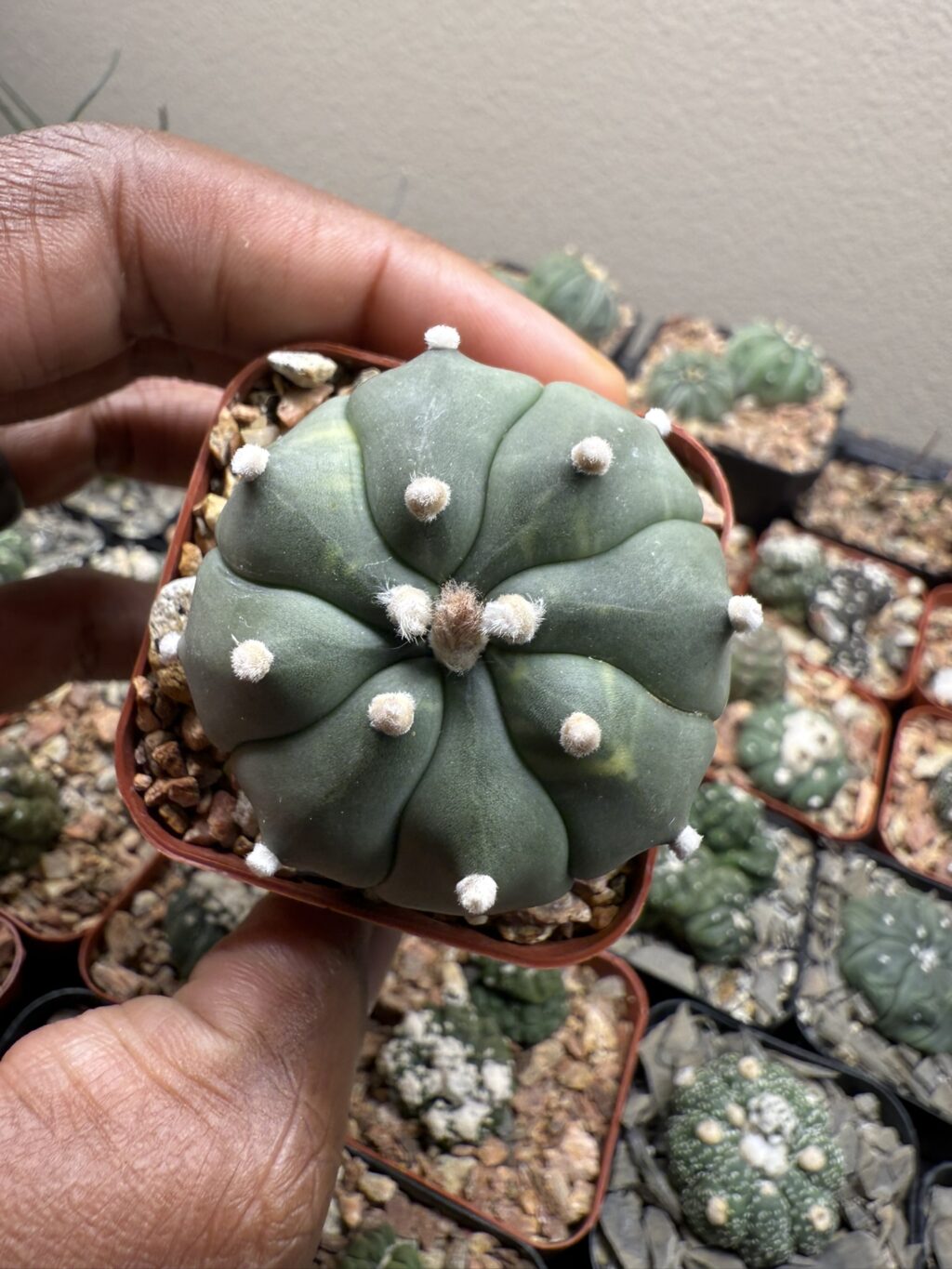 Astrophytum asterias - Image 3