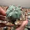 Astrophytum asterias
