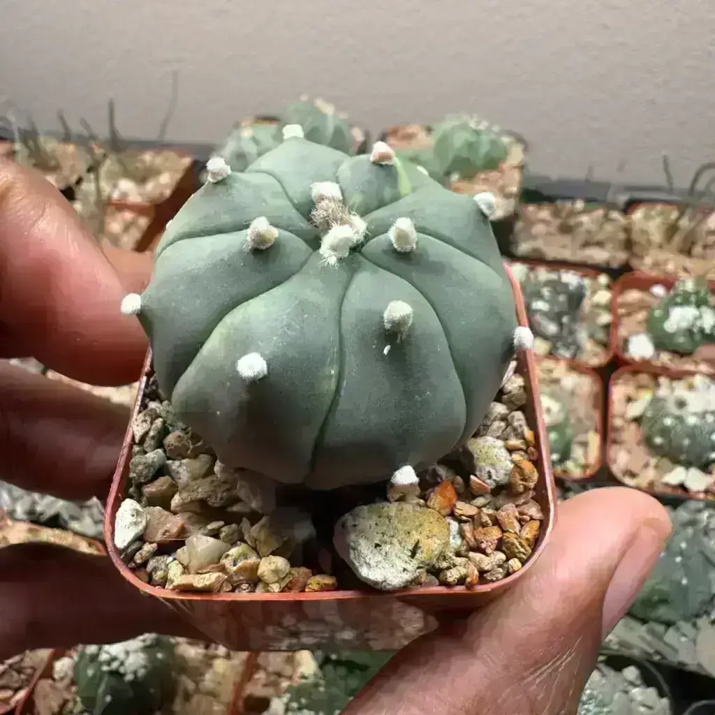 Astrophytum asterias