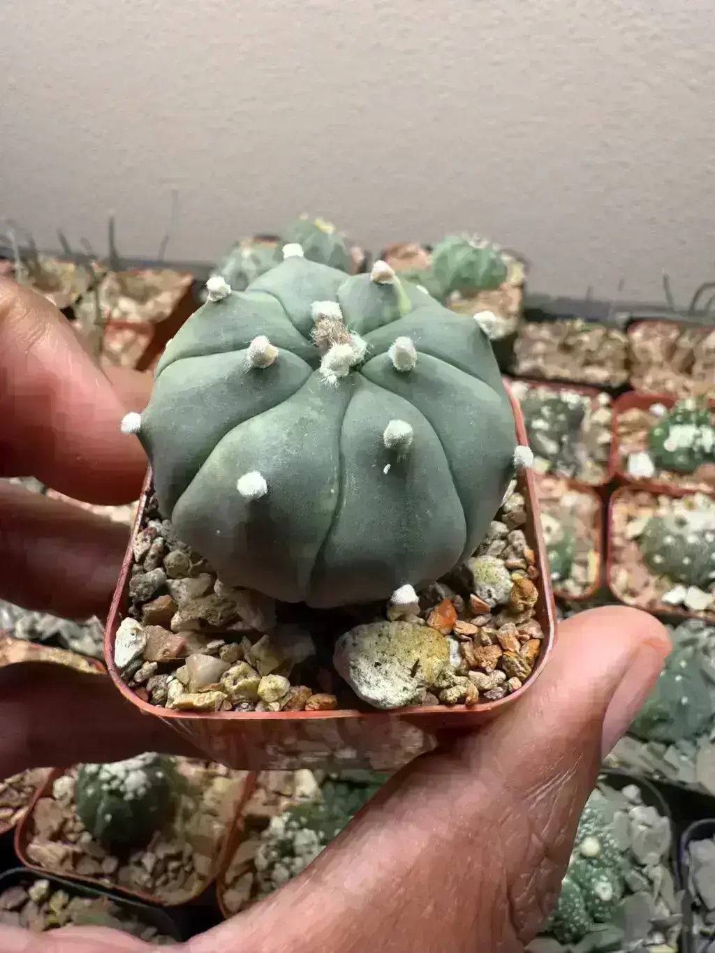Astrophytum asterias