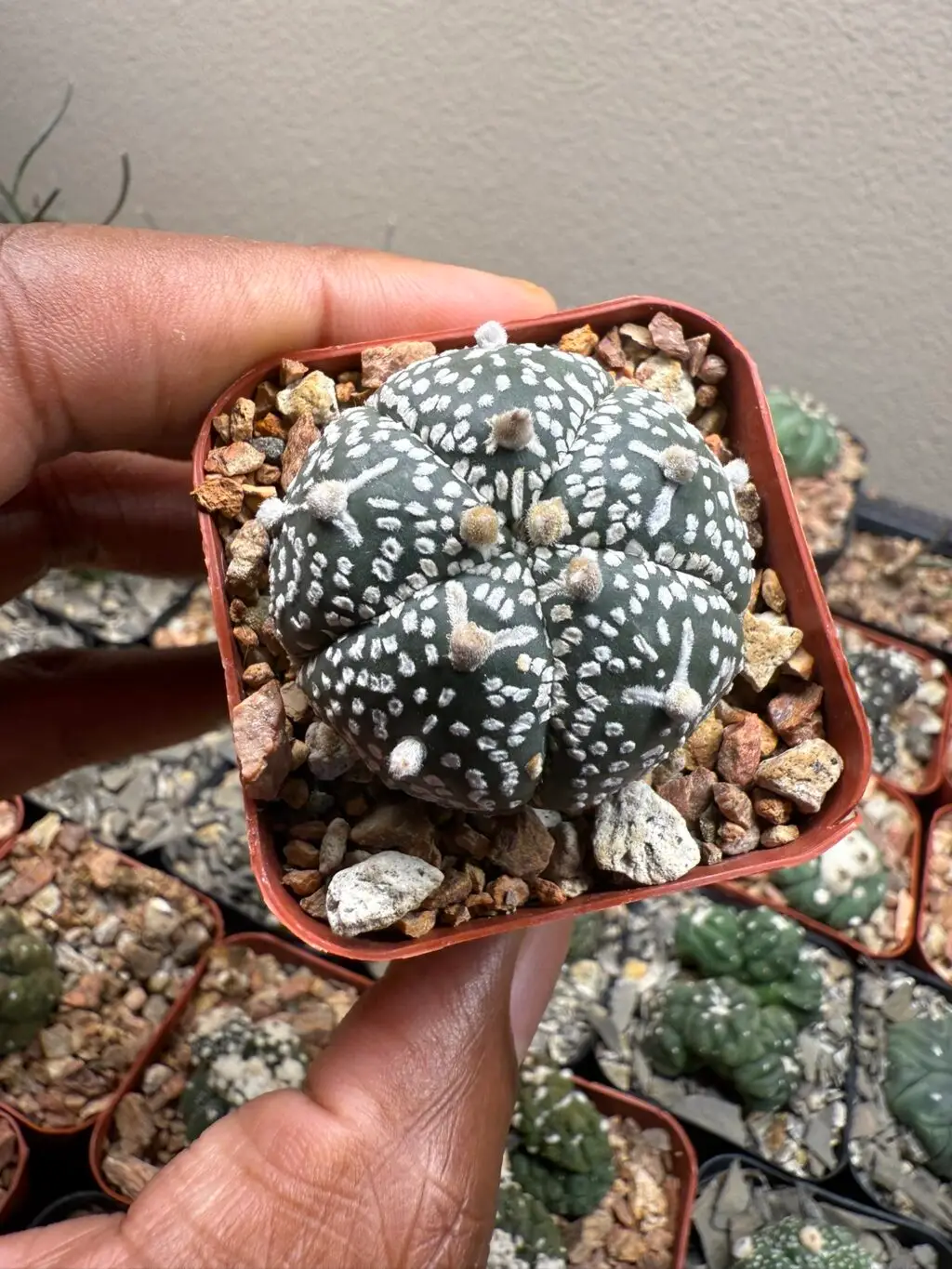 Astrophytum asterias cv. Superkabuto V-Type - Image 2