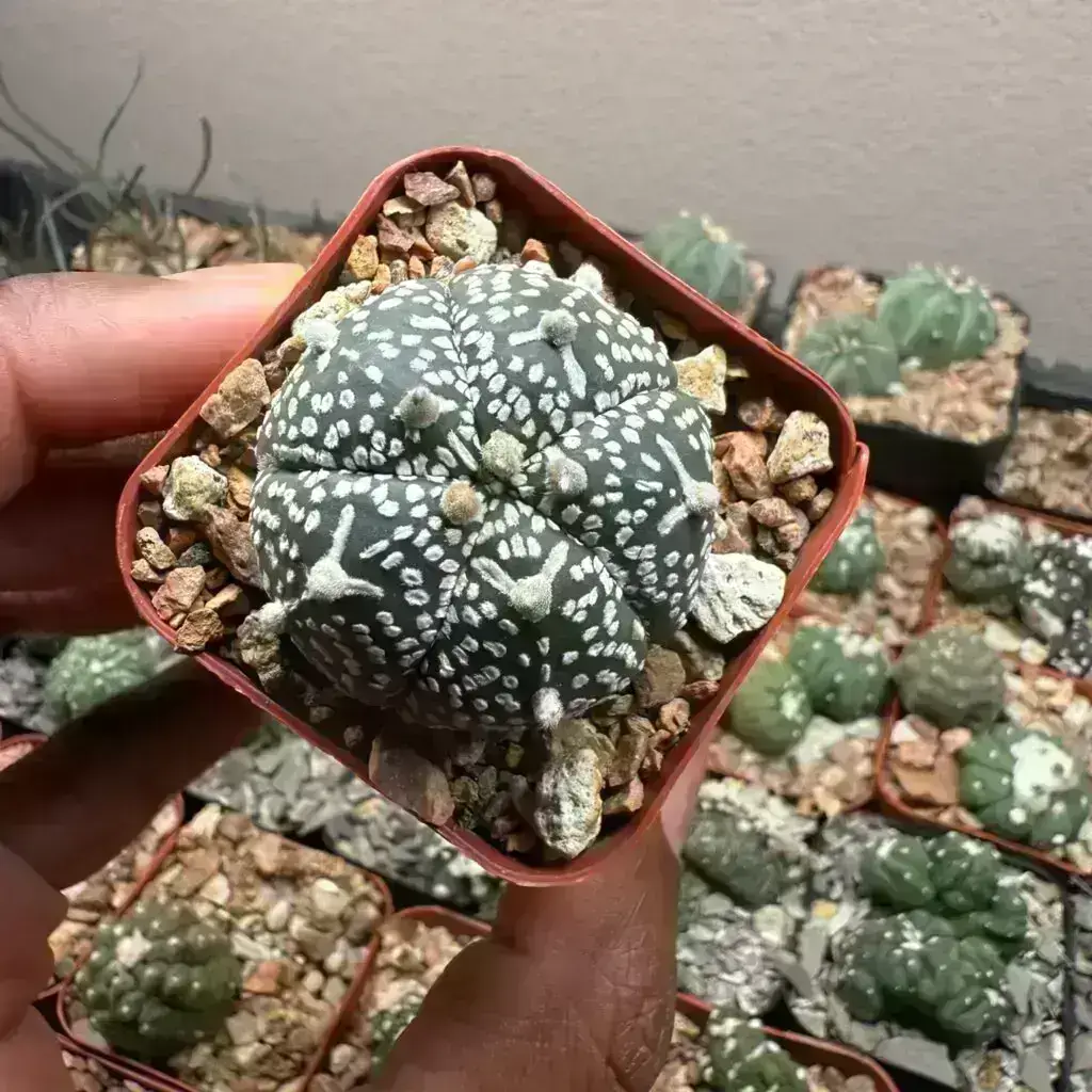 Astrophytum asterias cv. Superkabuto V-Type